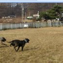 아이엠독 이미지