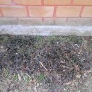 옹심이 메밀칼국수 이미지