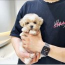 포더독스 강아지 강서 마곡점 이미지