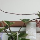 운정사랑약국 이미지