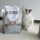 고양이동산 이미지