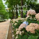 초전 야외무대 | 2025 진주 초전공원 정원산업박람회 미리 보기 수국 피어난 축제장 현장 스케치