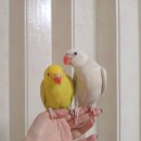 아르떼 (arte) 이미지