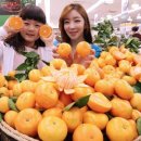 돌빌레 시사경제신문
