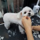 이쁘개 건강하개 | 다산애견미용 디스타일 말티즈 앙이 미용 머드팩 하러왔어요~!!