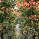 부천중앙공원 이미지