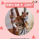 멍뭉이네 이미지