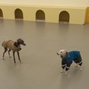 아이마루유치원 | 달서구 애견 유치원 비용 헬로우 버디 이탈리안 그레이하운드 등원 후기