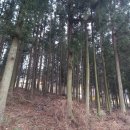 축령산 산소길(4구간) | (장성여행)힐링하기 좋은 곳 - 축령산 편백나무숲