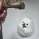 내추럴펫 | 강아지 수제 애견간식 추천｜소형견 오래먹는 간식 내추럴 펫스낵 후기