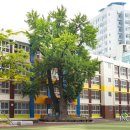 계산동 은행나무 이미지