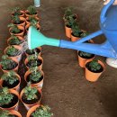 (자연놀이터) 토마토 모종 심기🍅❤️ 이미지