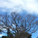 푸른나무 이미지