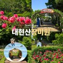 대현산 장미원 주차 가는방법 실시간 5월 서울 가볼만한곳 추천