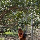 김주회농장 이미지