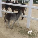 하당농장 이미지