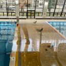 이순신체육관 | 구마모토에서 수영하기, 구마모토 현립체육관 수영장 후기