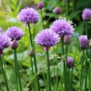 차이브(CHIVES)
