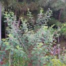 삼랑목장 | [인천 강화, 한국 100대 명산. 국민관광지] 산토대와 함께한 마니산 (摩尼山, 해발 472.1m) 산행 - 1