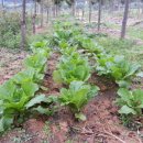 단풍농장 이미지