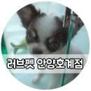 러브펫멀티펫샵안양호계점 | 범계 애견미용/호계동 애견미용 :: '러브펫 멀티펫샵' 안양호계점