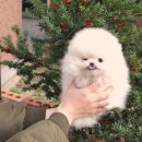 강아지분양 더펫 이미지