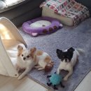 알콩달콩 펫살롱 이미지