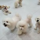 뚱이하우스 이미지