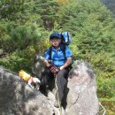 삐삐애견 이미지