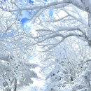 서호동-41 | [공지] 제주도 한라산 어리목코스 윗세오름 등산 후기. 소요시간 난이도 준비물