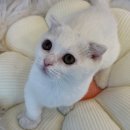 도그마루 강아지고양이 평택점 이미지