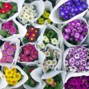 둥글둥글 이미지