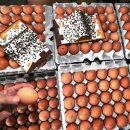 철원동물약품 이미지