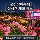문수체육공원중앙길R | 300만 송이 붉은 향연, 2026 울산 장미축제 실시간 개화도 및 포토존 추천