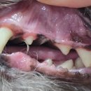 포곡동물병원 이미지