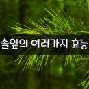 솔잎의 여러가지 효능 이미지