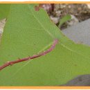 며느리밑씻개 (Persicaria senticosa,)의 효능 (냉대하증,자궁탈수,음부가려움증,버짐,습진,질세정제 이미지
