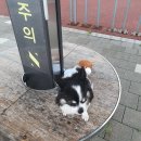 호텔야호(투) | 마티나 라운지 , 새벽 비행기 , 창이공항 노숙 , 돈키호테 산리오 마스크팩 , 이비스 호텔 수영장 )