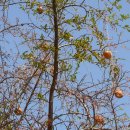 하늘타리 이미지