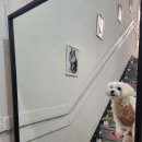 쁘띠몽펫샵 이미지