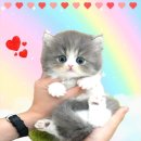 웰빙동물병원 이미지