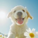 선샤인 동물병원 이미지