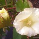 목면시배유지 이미지