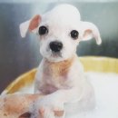 함안 애견샵 러블리펫 이미지