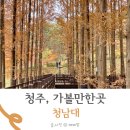 청남대 단풍 메타세콰이어 국화축제 후기