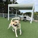 퍼피스카우트 이미지