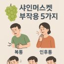 샤인독 이미지