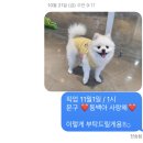 반려동물 수제간식 태식당 네이버블로그