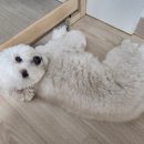 바르다펫 꿈의숲점 이미지