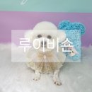 루이비숀 | 인천 송도 애견미용 강아지 미용실 루이비숀